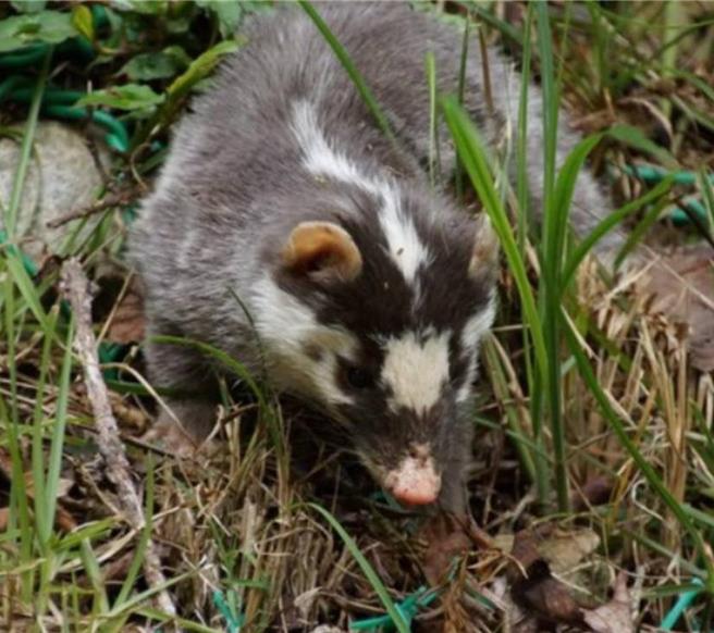 苗栗县大湖乡首度验出鼬獾狂犬病阳性案例。（苗栗县政府提供／李京升苗栗传真）