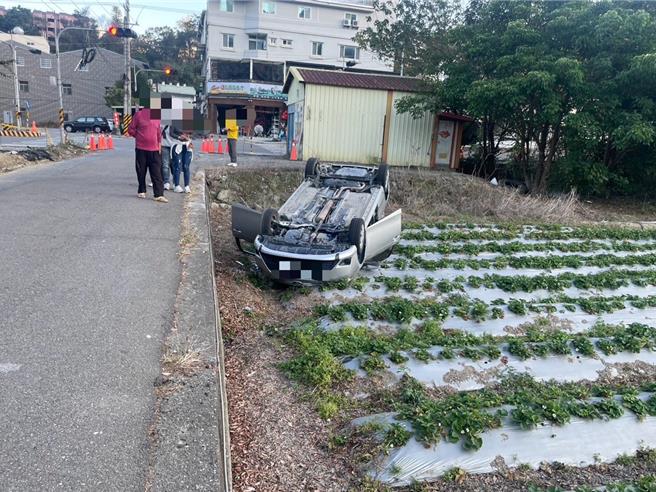 男子惨摔进草莓田。（民眾提供／李京升苗栗传真）