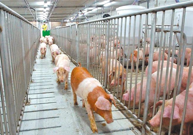 台糖安心豚梅花肉片遭验出瘦肉精，农业部已派员到台糖採验猪只毛髮与血液，并清查饲料添加剂。（台糖公司提供／程炳璋台南传真）