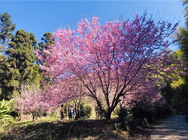 目前草岭樱花正盛开，游客如织。（本报资料照片）