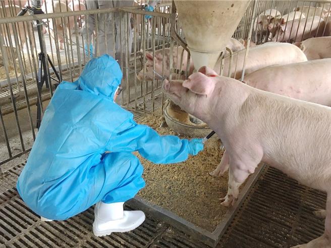 嘉義縣家畜疾病防治所再採檢嘉義縣境內，台糖2座肉豬畜殖場，一場隨機採15頭肉豬。（嘉義縣家畜疾病防治所提供∕呂妍庭嘉義傳真）