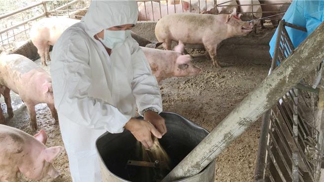 嘉義縣家畜疾病防治所再採檢嘉義縣境內，針對台糖2座肉豬畜殖場的飼料採樣送檢。（嘉義縣家畜疾病防治所提供∕呂妍庭嘉義傳真）