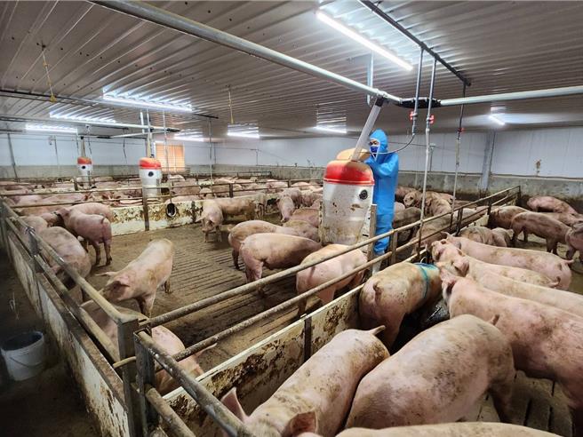 台中市政府農業局與動保處及中央畜產會，於4日到台中市后里區台糖畜殖飼養場抽檢，檢驗結果近日將出爐。（台中市政府提供／張妍溱台中傳真）