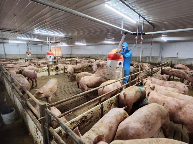 台中市政府农业局与动保处及中央畜产会4日到台中市后里区台糖畜殖饲养场抽检，结果近日将出炉。（台中市政府提供）