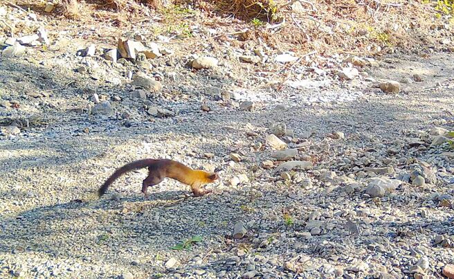 林業保育署與嘉義大學團度合作，進行保力溪自然資源調查與監測，最近記錄到黃喉貂出沒身影，創下最南端的影像分布紀錄。（林業保育署提供／林和生屏東傳真）