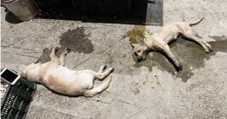 南投驚傳「百隻毛孩」遭毒殺　愛媽見愛貓「口吐白沫」陳屍淚崩