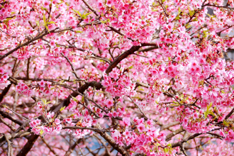 「夜櫻盛開」畫面美翻  住戶崩潰：東湖人的災難