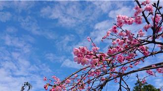 春天限定粉色景緻！ 三芝櫻花陸續綻放