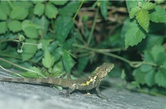 蘭嶼爬行類族群未來恐滅絕？ 科博館研究揭關鍵