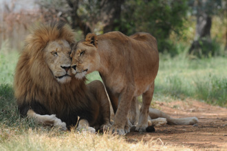 母獅使出「美人計」奪食 公獅精蟲衝腦忘了顧肚子