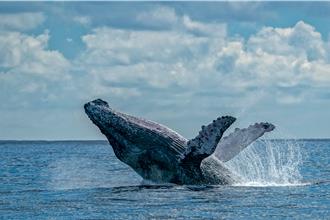 离岸风电危害鲸豚族群 全台首本水下噪音评测书发表
