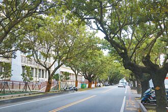 全台唯一 花蓮新祕境 瓊崖海棠人行道重生