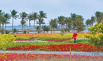 台東成功花海走春 聽濤賞美景