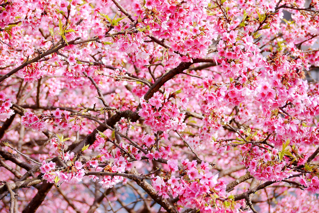 東湖「夜櫻盛開」畫面美翻，吸引網友討論朝聖。（圖：shutterstock／達志）