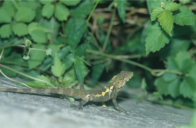 科博馆生物团队5日表示，经研究发现，受到气候变迁影响、外力介入保护海龟巢，以「海龟蛋」为主食的蛇类「赤背松柏根」被迫取食陆生「蜥蜴蛋」，图为斯文豪氏攀蜥。（科博馆提供／陈淑芬台中传真）