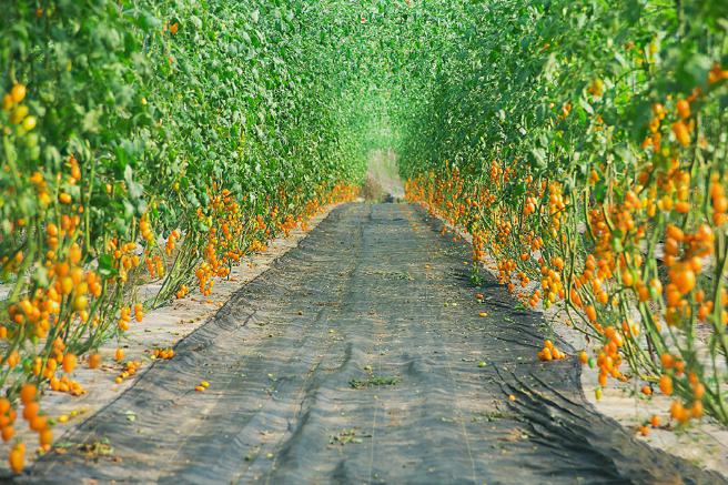 碳足迹标章可协助农业相关从业者了解其生产活动对环境的影响，进而优化生展过程，共同为减少碳排放努力。（图／高雄市农业局提供）