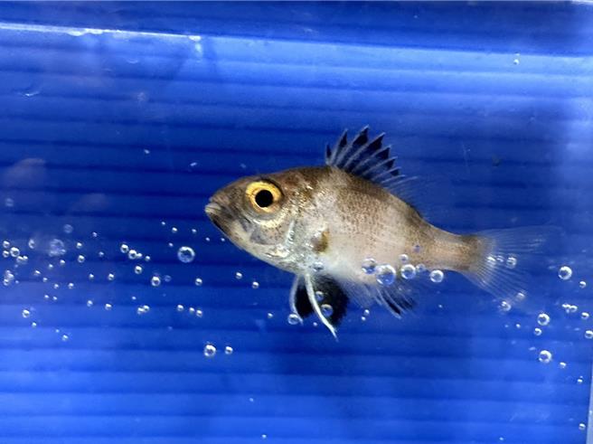 农业部水产试验所首度完成赤鯥人工繁殖成功，并培养第一代的鱼苗。（农业部提供／李欣恬台北传真）