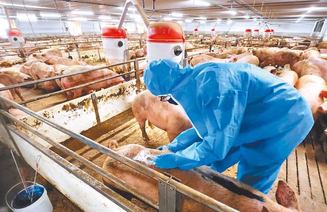 台糖安心豚梅花肉片日前被驗出瘦肉精，台中市農業局、動保處與中央畜產會4日上午前往后里區台糖畜殖飼養場，現場採集豬隻血清、毛髮及飼料等檢體，擴大採樣檢測確保消費者安全。（圖／中市府提供）