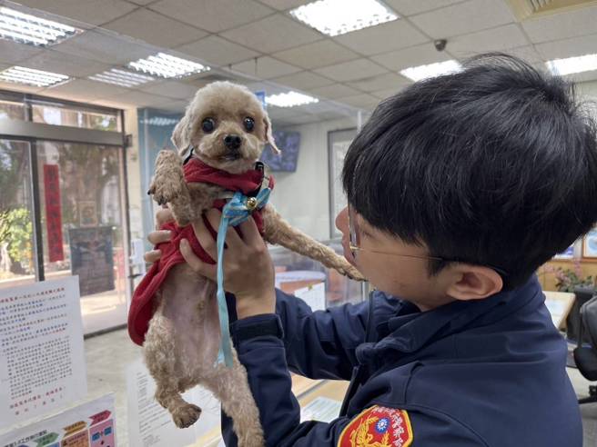 南门市场有只宠物犬疑似迷途在附近徘徊，警方获报立即前往现场，发现1只红贵宾狗，疑似走失。（图／警方提供）