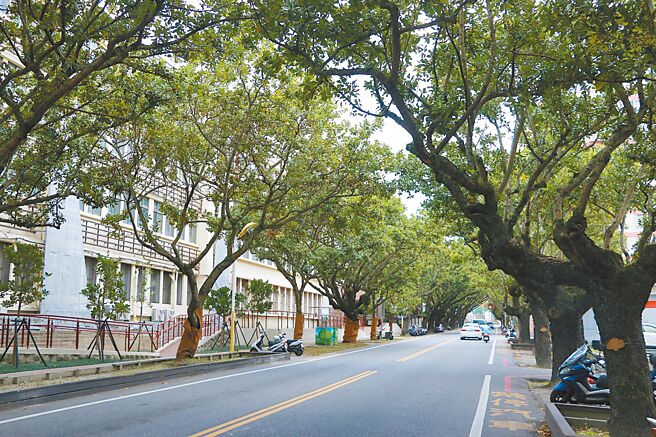 花莲市公所重新塑造明礼路琼崖海棠绿色隧道观景平台，并在花岗街美崙溪河滨公园新设人行步道与观景台，打造花莲市区新秘境。（花莲市公所提供／罗亦晽花莲传真）
