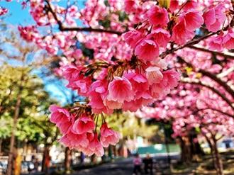 快到自來水園區賞櫻 初一至初五入園送精美小禮物