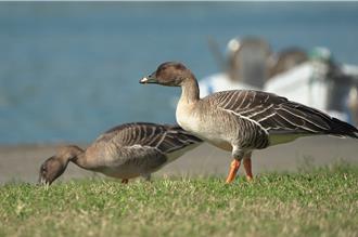罕見候鳥「凍原豆雁」來過了！初次造訪基隆全紀錄