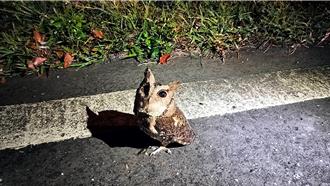 保育類「領角鴞」落難呆站台9線淋雨 警民撐傘護鳥