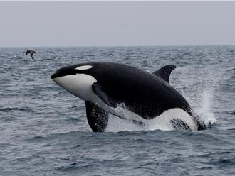 流冰覆蓋範圍太廣.. 虎鯨群受困北海道近海 急探出水面換氣
