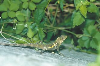 蘭嶼蛇類改吃蜥蜴蛋 爬行類恐滅絕