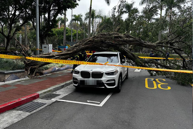 台北市信义区国父纪念馆对面的仁爱路四段452巷，路边一棵路树今(6)日早上因不明原因突然倒塌，不偏不倚砸中底下停在停车格中的白色BMW。(黄敬文翻摄)