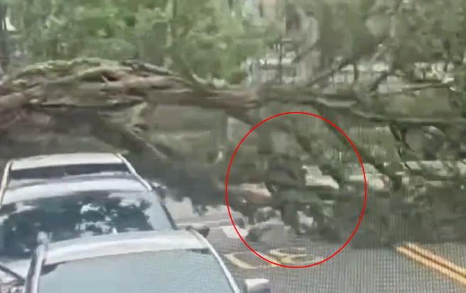 畫面曝光！北市仁愛路榕樹倒塌，BMW慘遭砸凹，8旬婦腦震盪。(葉庭欣/翻攝)