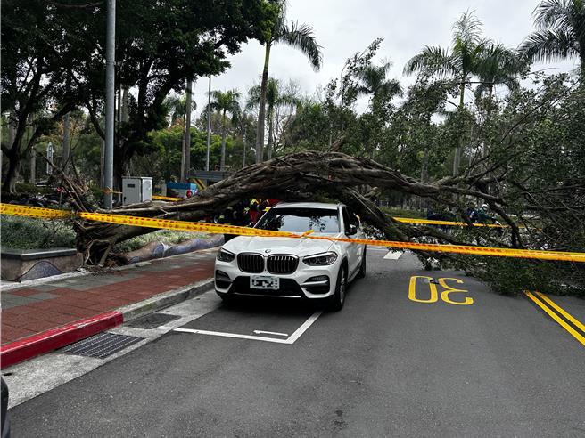 台北市国父纪念馆对面的信义区仁爱路四段452巷有棵路树疑似罹患褐根病，今早11时44分许突然连根拔起倒向马路，不仅不偏不倚砸中底下停在停车格中的白色BMW，也砸伤1名年约80岁的老妇。（黄敬文翻摄）
