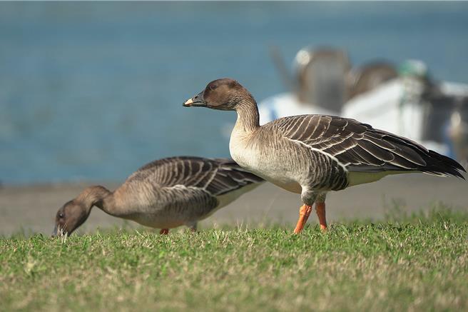 基隆鸟会1月中旬在基隆市八斗子渔港附近发现了冻原豆雁过境基隆的踪迹，这也是国内首次纪录到豆雁在基隆市本岛范畴现踪。（沈锦丰提供／张志康基隆传真）