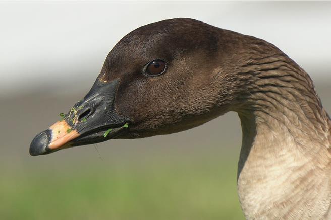 基隆鸟会1月中旬在基隆市八斗子渔港附近发现了冻原豆雁过境基隆的踪迹，这也是国内首次纪录到豆雁在基隆市本岛范畴现踪。（沈锦丰提供／张志康基隆传真）