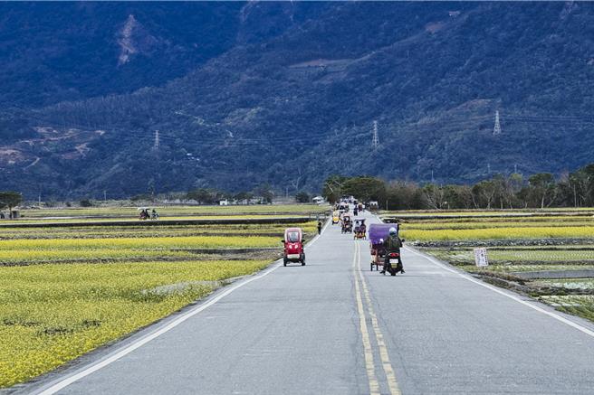 台东县池上乡农民今年在伯朗大道附近种植90公顷的油菜花，游客直呼太美太好拍。（蔡旻妤摄）