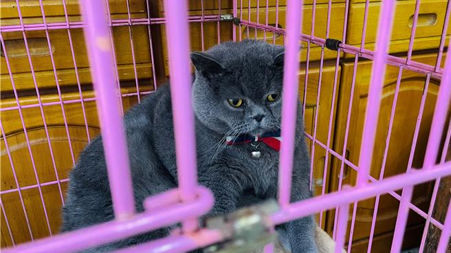 英国短毛猫「乐乐」模样呆萌可爱，收服大批猫迷顾客的心。（萧嘉蕙摄）