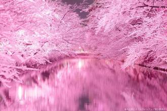 冬天也能賞雪櫻 青森弘前公園冬櫻點燈