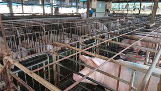 台糖豬肉複驗仍檢出瘦肉精！專家揭「西布特羅」可能5危害