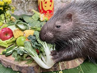 萌翻天！壽山動物園年節加菜 牠美食當前忘「長幼有序」