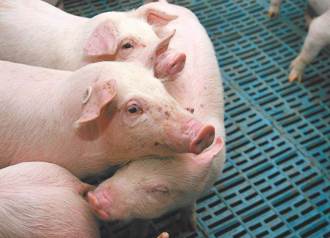 台糖豬複驗含「瘦肉精」網怕爆：豬肉全面普篩？