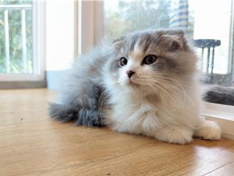 非法私自繁殖遭沒入 嘉義縣15隻可愛喵星人認養登記