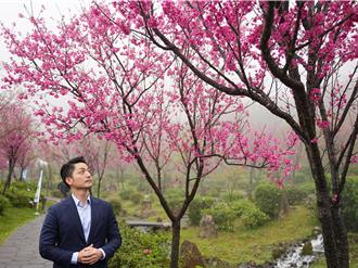 絕美景致陽明山花季今開跑 蔣萬安自信喊：告白不成功找我