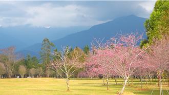 暨大樱花季邀游客赏花品茗  竹梦森活节推竹林观光