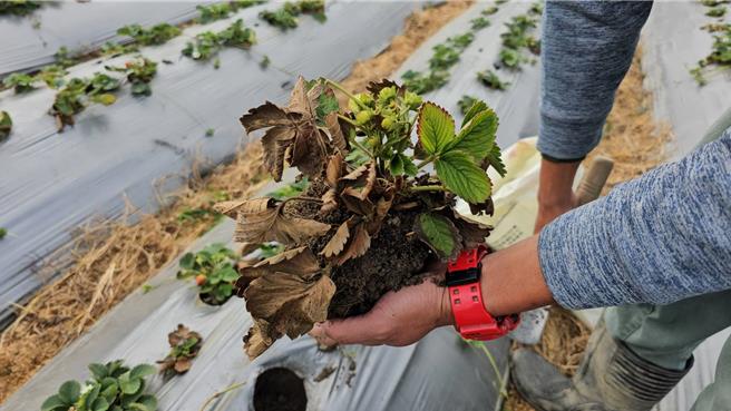 大湖鄉去年栽種的新生草莓因天候炎熱爆發多重病害感染，造成大湖草莓近4成死亡。（讀者提供／謝明俊苗栗傳真）