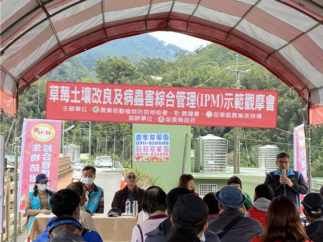 大湖鄉去年栽種的新生草莓因天候炎熱爆發多重病害感染，苗栗農業改良場對提出解方舉辦說明會向莓農宣導。（苗栗縣政府提供／謝明俊苗栗傳真）