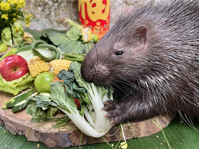 冠豪豬「小芋頭」第一次享用年節大餐。（柯宗緯翻攝）