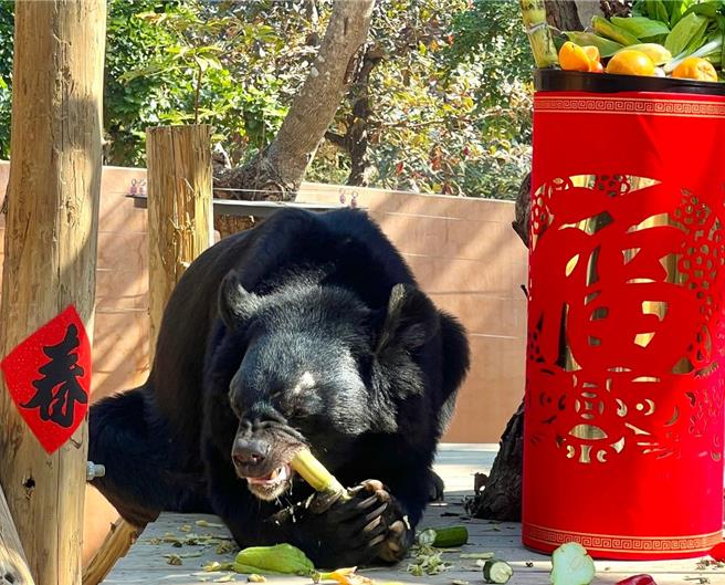黑熊「波比」興奮品嘗白甘蔗。（柯宗緯翻攝）