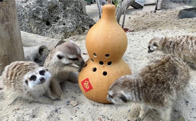 狐獴在葫蘆玩具中尋找麵包蟲。（柯宗緯翻攝）
