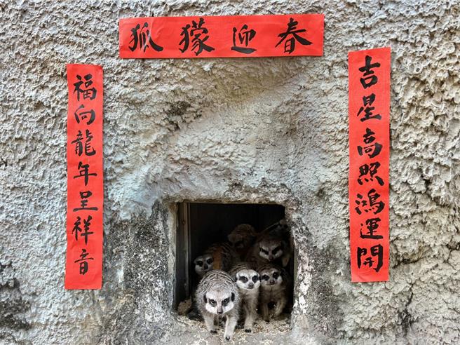 園區蔡忠州志工書寫應景春聯布置於狐獴展場。（柯宗緯翻攝）