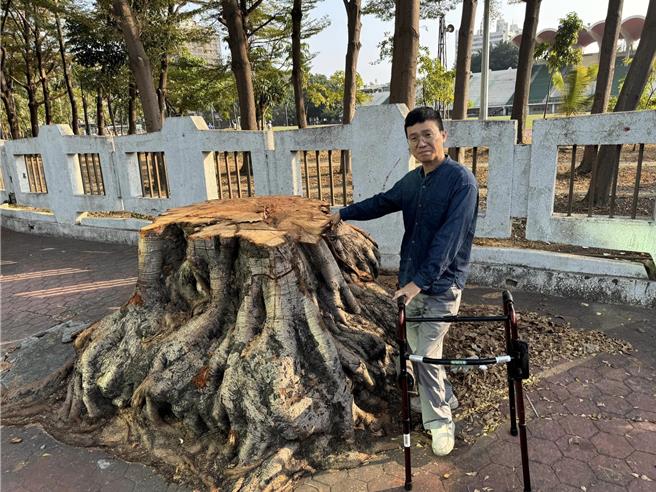 中正高工校园旁有约10棵「神木级」菩提树遭砍，让护树团体批评是被市府无情消灭。（翻摄自「高雄爱树人」脸书／任义宇高雄传真）